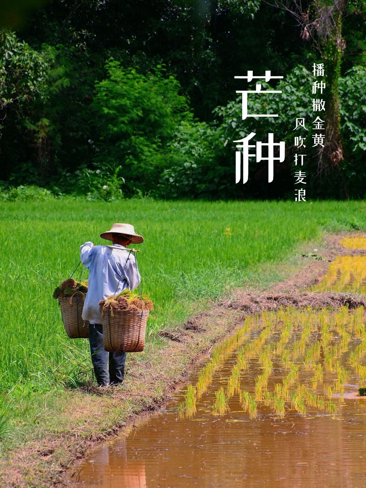 6.6 芒种